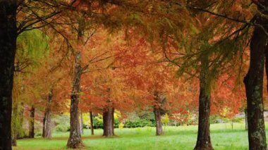 Kel Cypress yapraklarının ormandaki yakınlaşması