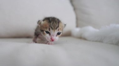 Yeni doğmuş güzel kedi ağır çekimde