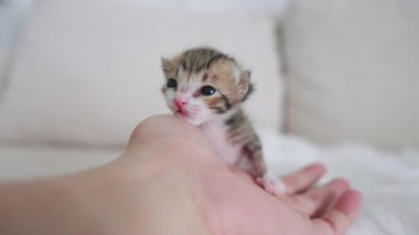 Yeni doğmuş güzel kedi ağır çekimde