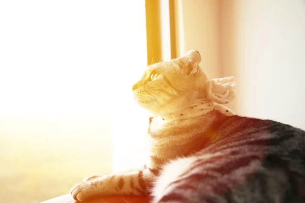 Hermoso gato sentado en la ventana reloj sol luz —  Fotos de Stock