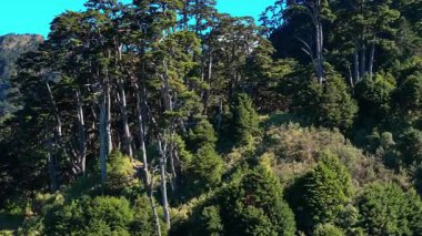 Tayvan 'daki Dev Baldıran Ormanı' nın hava görüntüsü