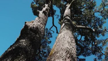 Dev ağaçların ve ormandaki baldıran otlarının arasında yürüyüş yapmak.