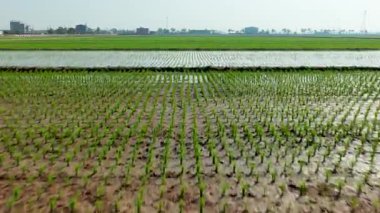Tayvan Baharı 'nda yeşil ekinlerin hava aracı görüntüsü.