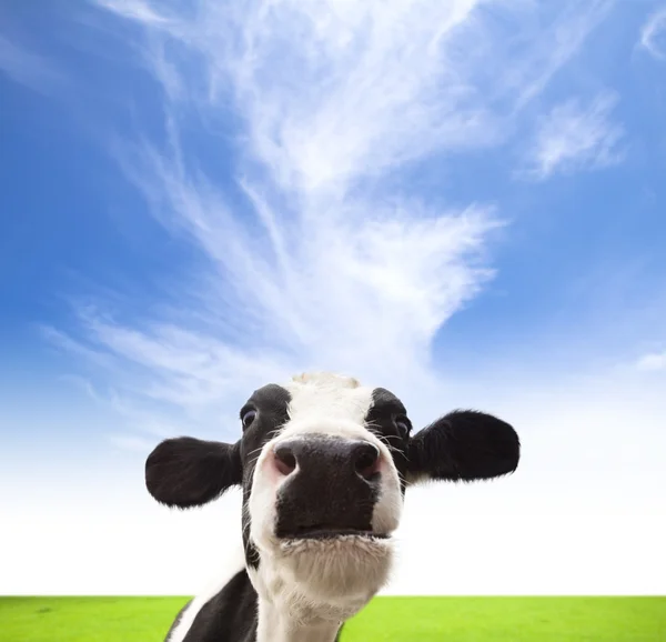 Cows grazing on  green field with cloud background — Stock Photo, Image