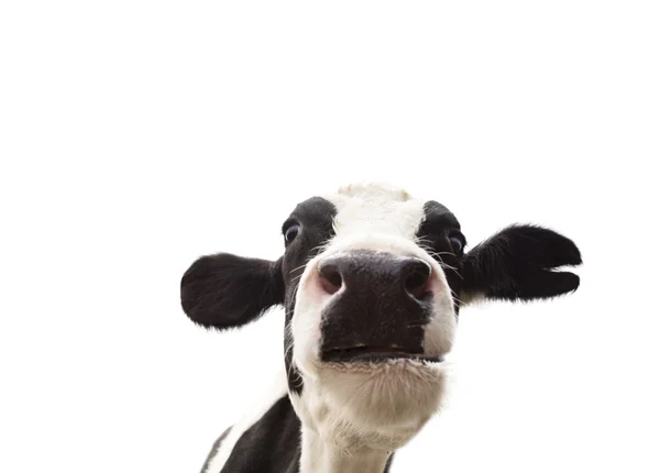 Closeup  cow head isolated on  white background — Stock Photo, Image