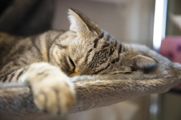 Gato durmiendo en la plataforma en la casa — Foto de Stock