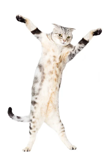 Cat are standing and dancing — Stock Photo, Image