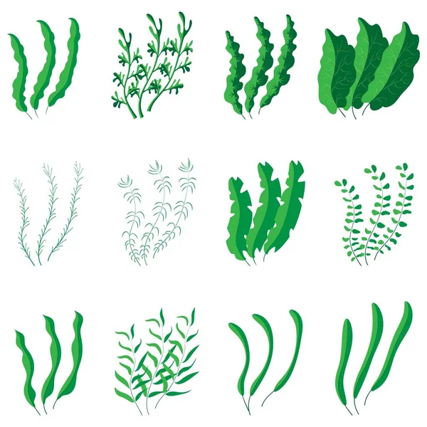 緑藻のセット あなたの設計のためのベクトル Eps — ストックベクタ