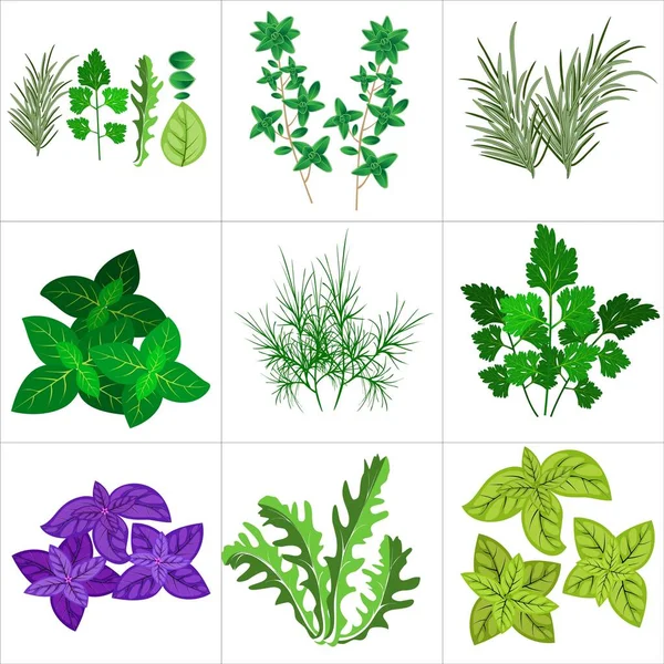 Ensemble Herbes Culinaires Pour Votre Conception Isolé Sur Fond Blanc — Image vectorielle