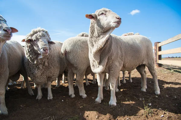 Sheep on a farm