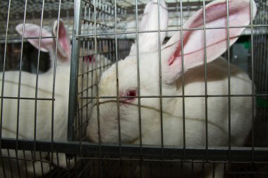 Tavşan Kafes içinde