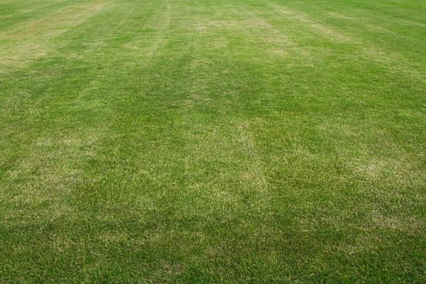 Grass on the football field — Stock Photo, Image