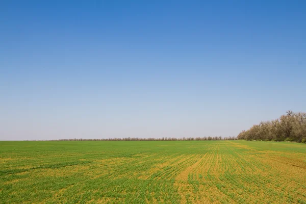 Campo de mudas de trigo de inverno — Fotografia de Stock