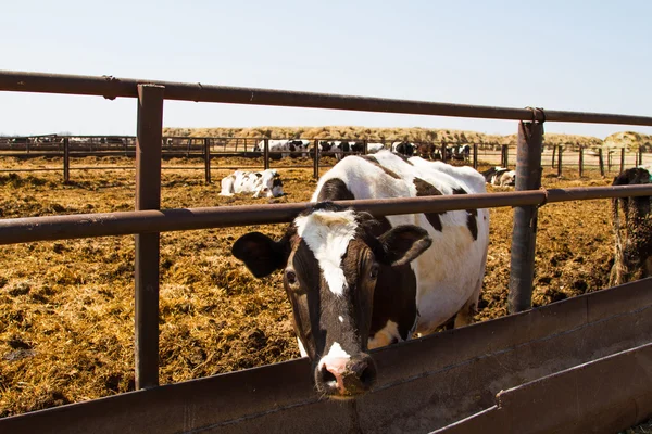 Vacas leiteiras holandesas — Fotografia de Stock