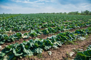 Alan büyüyen lahana