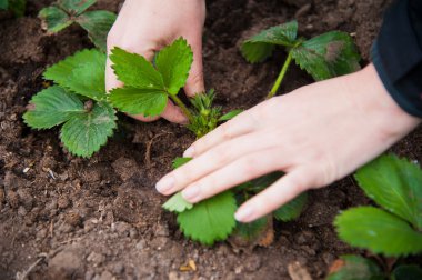 Genç fidan dikim çiftçi