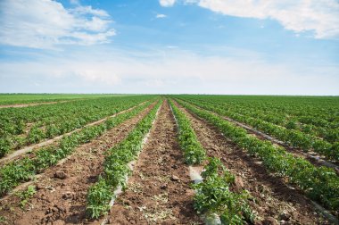 Satır domates bitkiler