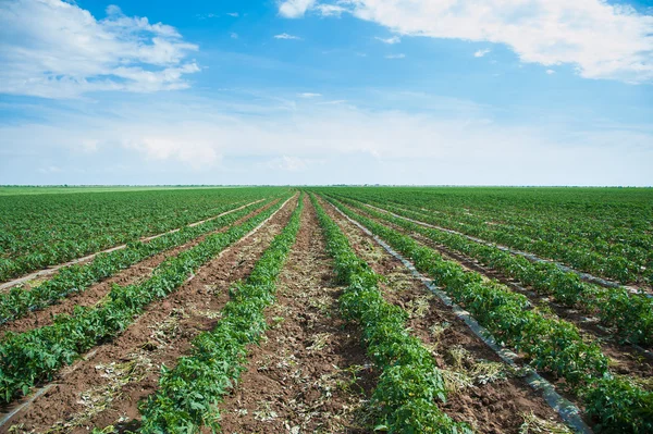 Rader av tomatplantor — Stockfoto