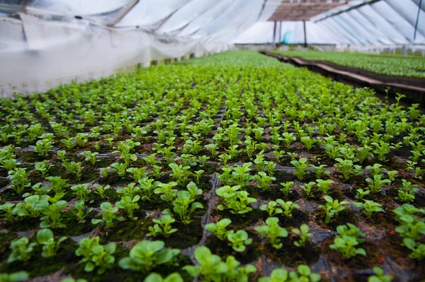 Jonge planten die groeien. Biologische broeikasgassen — Stockfoto