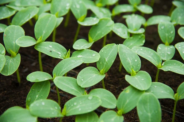 Jonge plantjes in de kas, close-up — Stockfoto