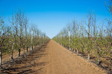 Meyve bahçesi olan genç elma ağaçlarının erken Bahar