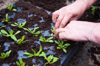 Genç fidan dikim çiftçi