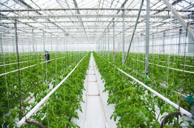 serada olgunlaşma domates