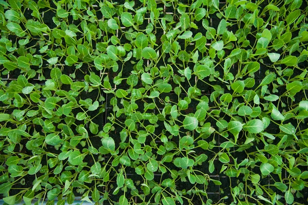 Young plants in greenhouse, close up — Stock Photo, Image