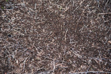 Kırmızı orman karıncaları