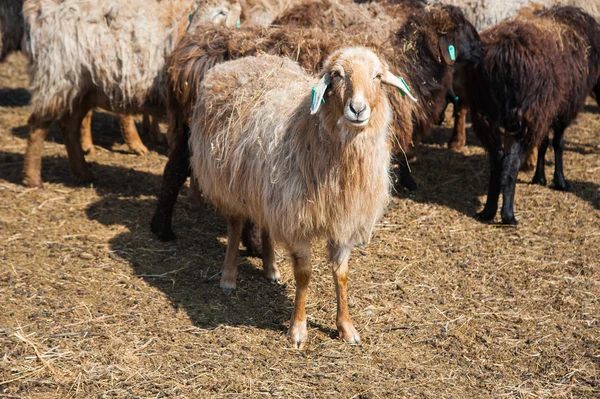 Çiftlikteki koyunlar