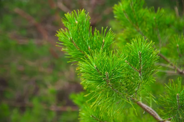 Jonge pine tak in het voorjaar van — Stockfoto