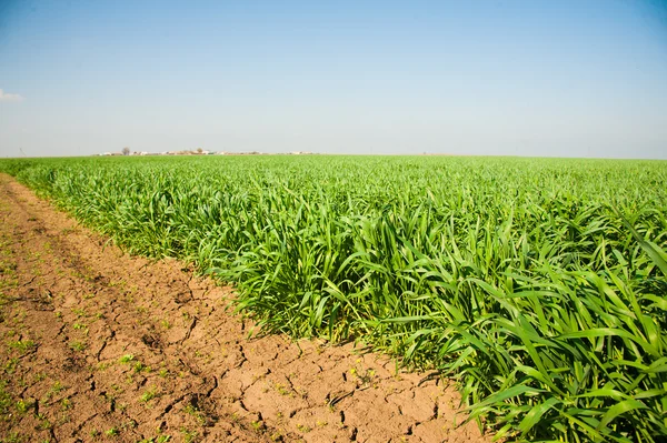 Plántulas de trigo de invierno — Foto de Stock