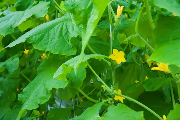 Cucumbers ripening in greenhouse — Stock Photo, Image