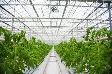 serada olgunlaşma domates