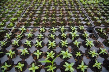 genç bitki sera içinde