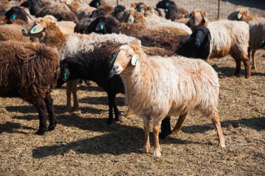 Çiftlikteki koyunlar