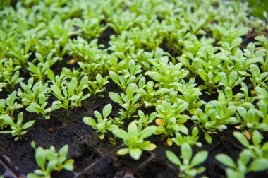 genç bitki sera içinde