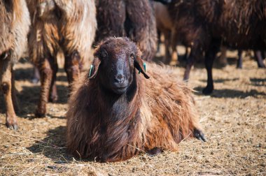 Çiftlikteki koyunlar