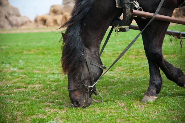 Cavalo pastoreia no campo — Fotografia de Stock