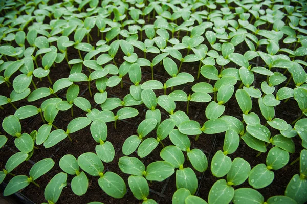 Jonge planten in kas — Stockfoto