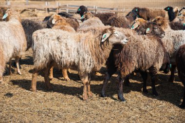 Çiftlikteki koyunlar