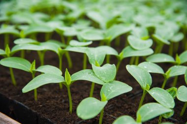 Sera, genç bitkilerde yakın çekim