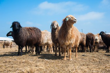 Çiftlikteki koyunlar