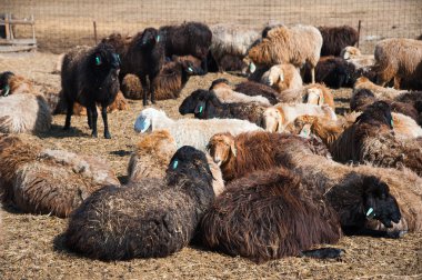 Çiftlikteki koyunlar