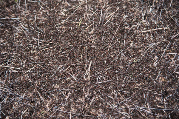 Kırmızı orman karıncaları