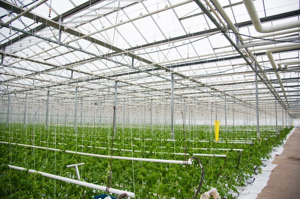 在温室中成熟的西红柿 — 图库照片