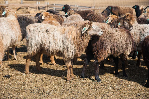Çiftlikteki koyunlar