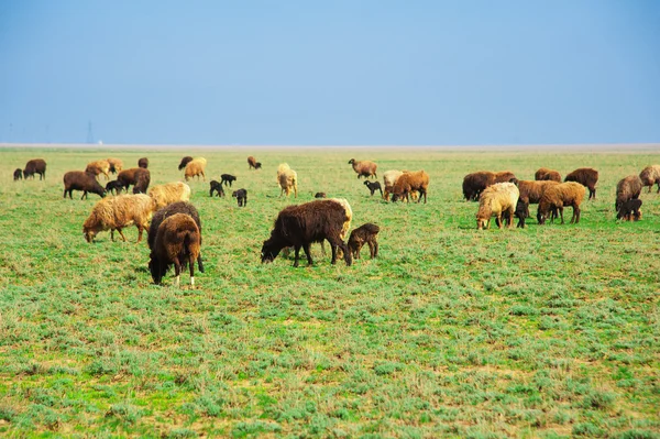 Sheep on a farm — Stock Photo, Image