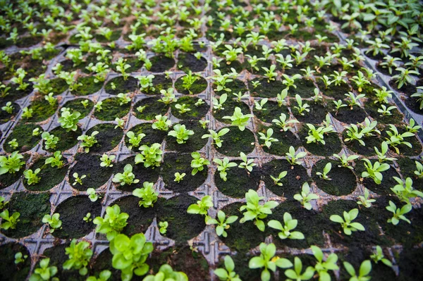 Fiatal növények üvegház — Stock Fotó