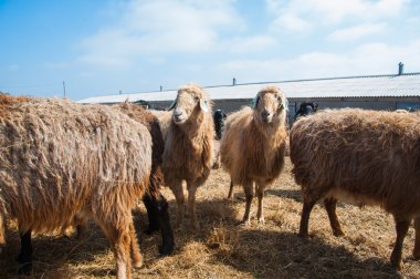 Çiftlikteki koyunlar